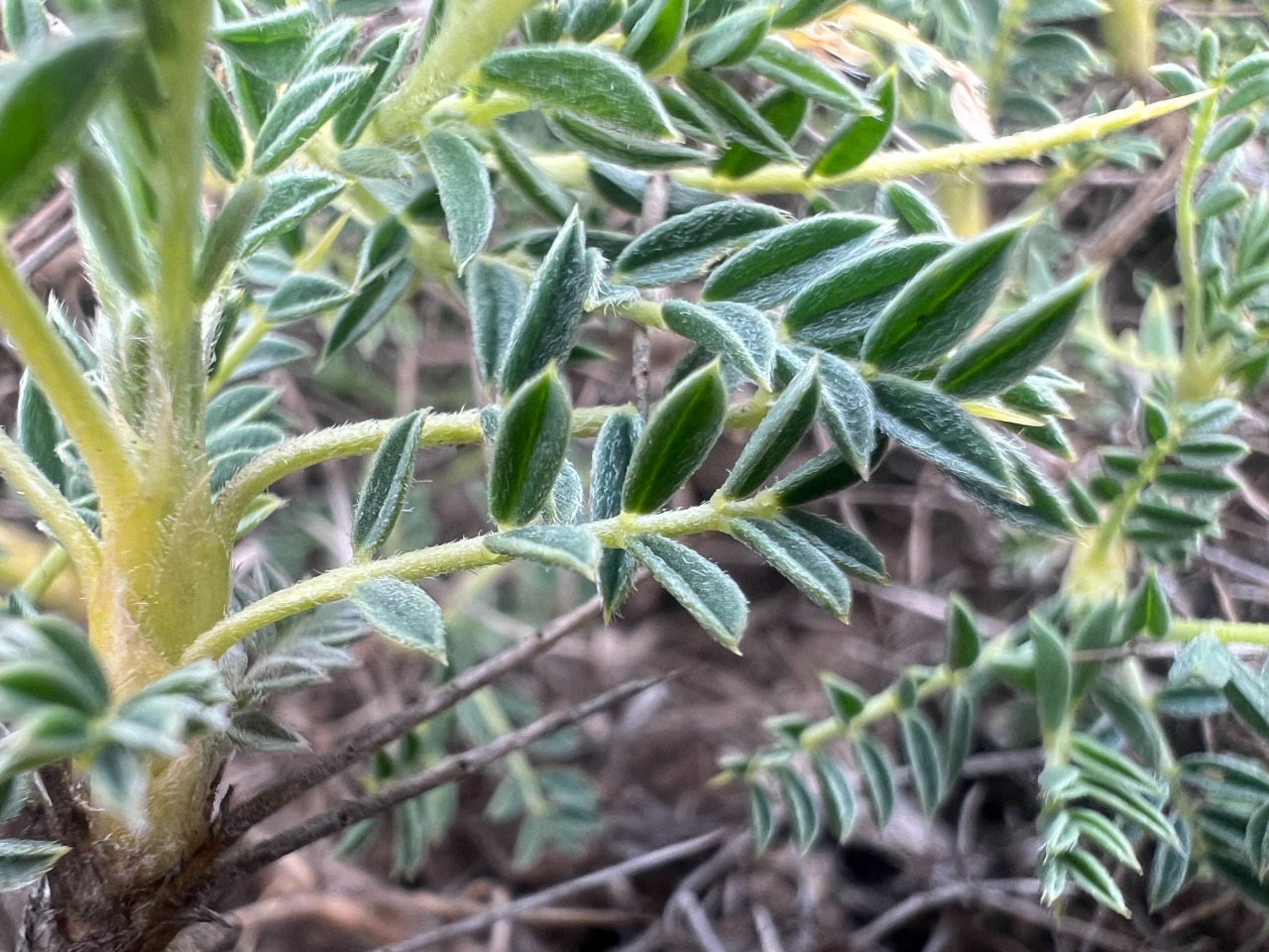 Astragalus antiochianus