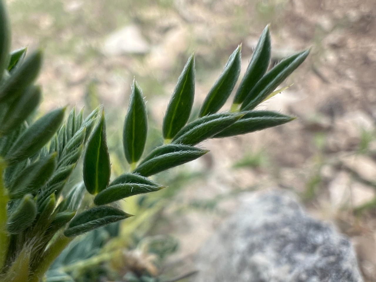 Astragalus antiochianus
