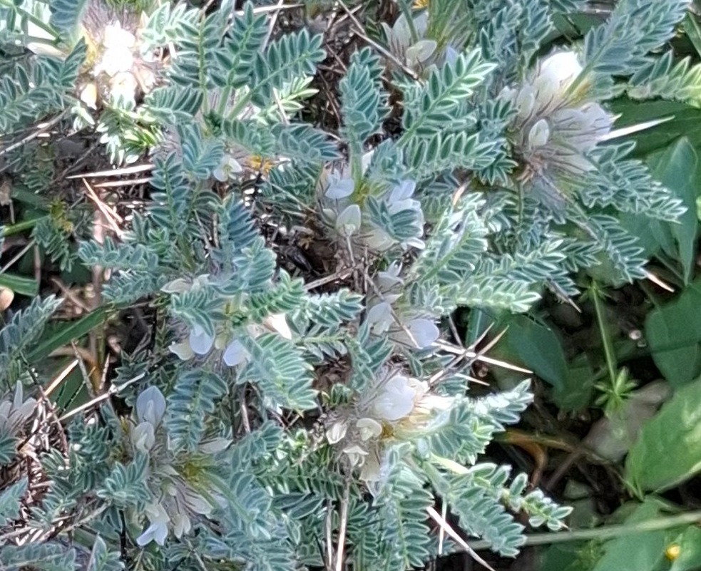 Astragalus karabaghensis