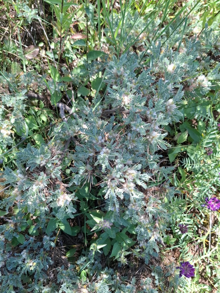 Astragalus karabaghensis