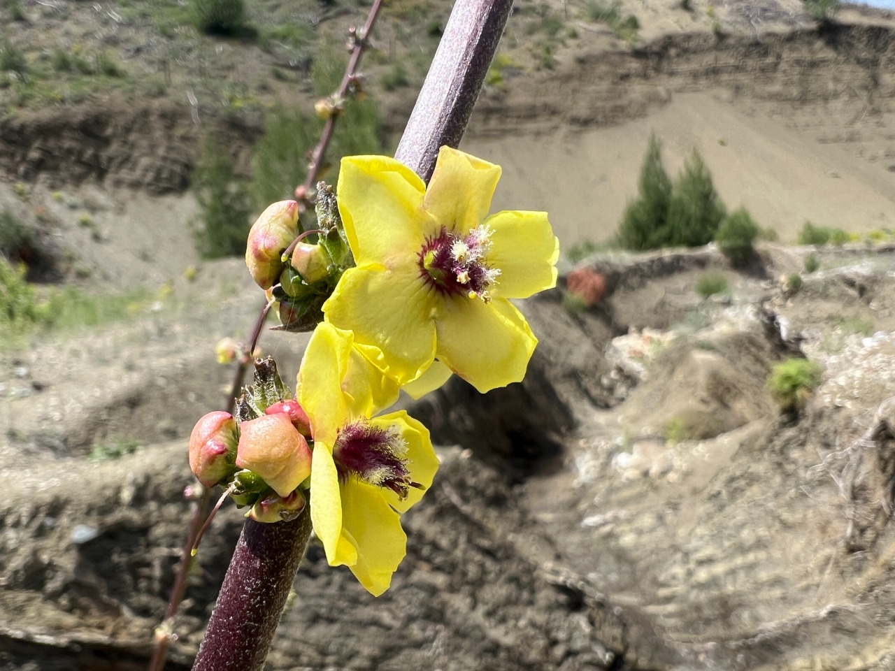 Verbascum nudiusculum