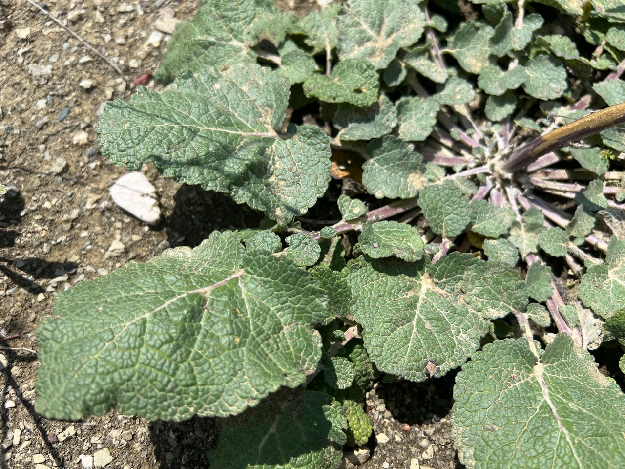 Verbascum nudiusculum