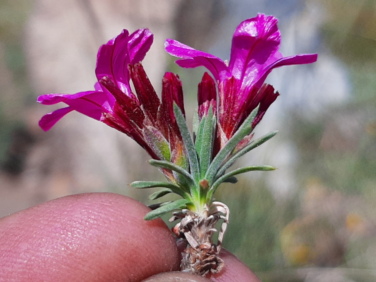 Acantholimon puberulum