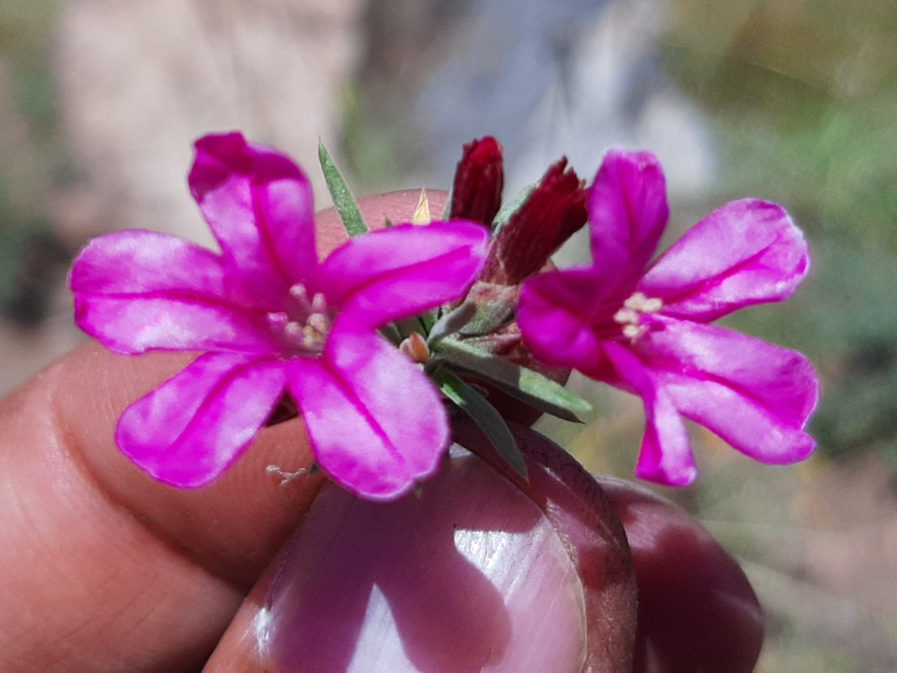 Acantholimon puberulum