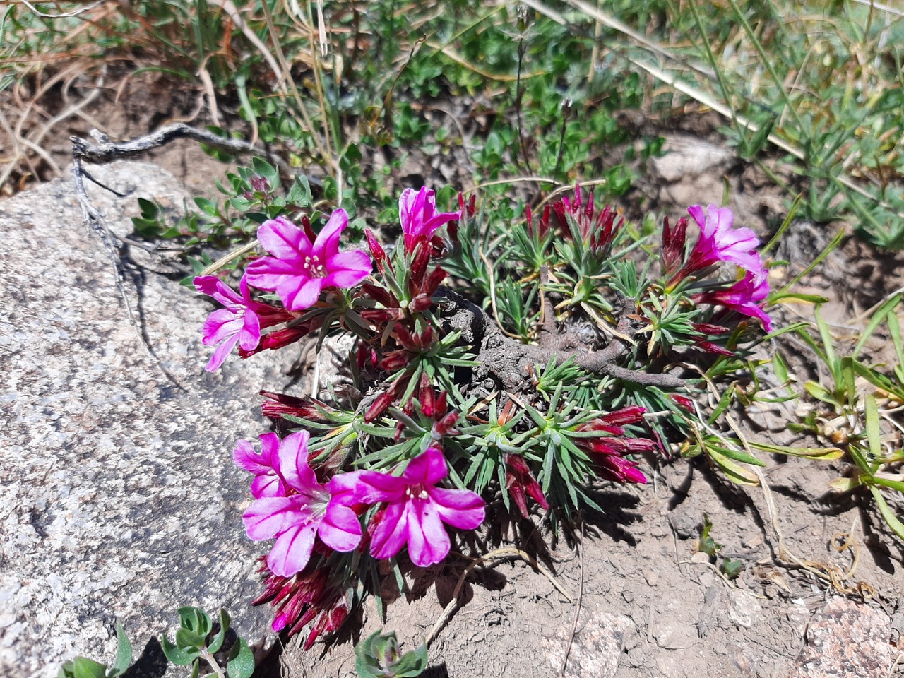 Acantholimon puberulum