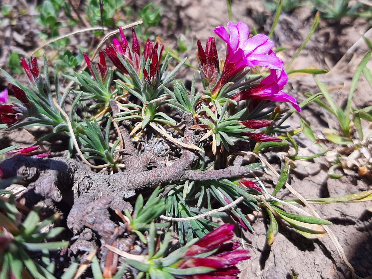 Acantholimon puberulum