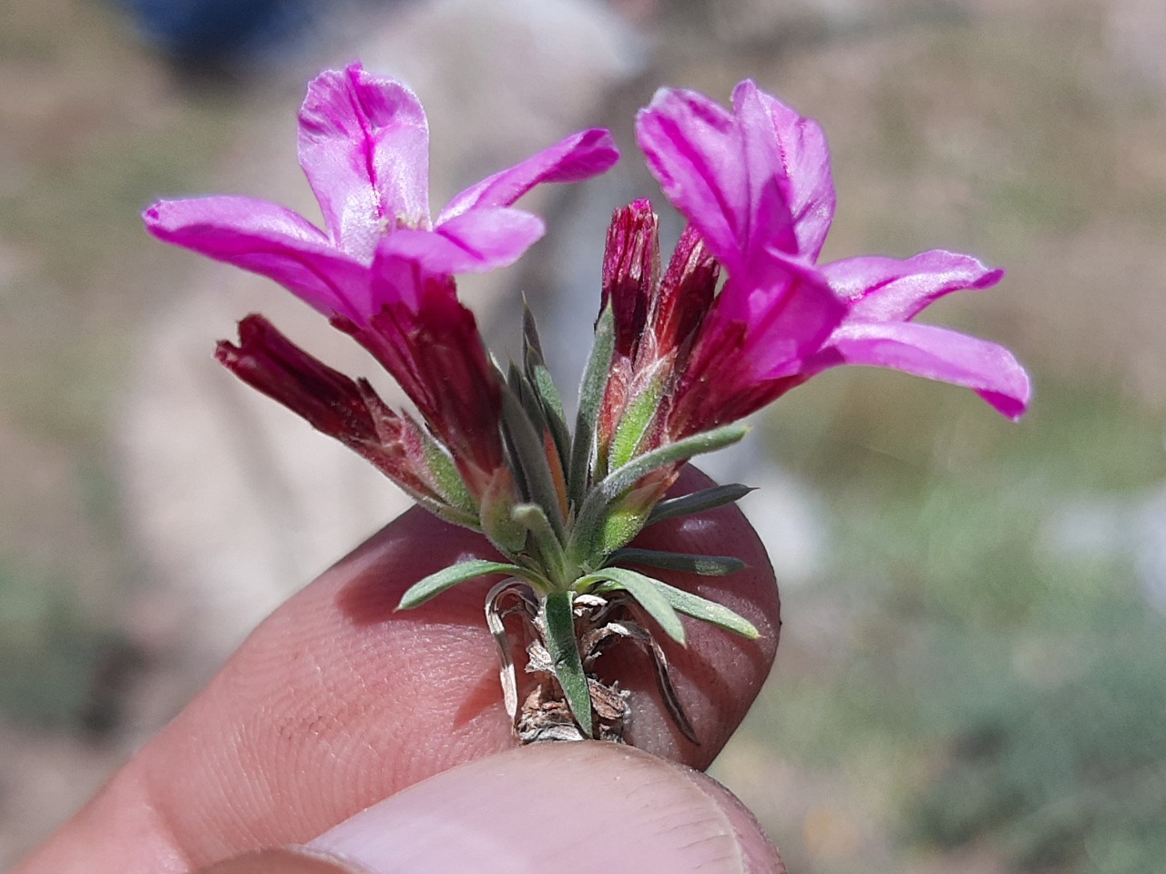Acantholimon puberulum