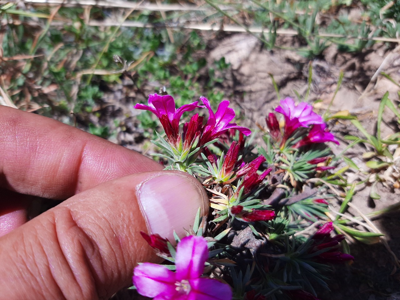 Acantholimon puberulum