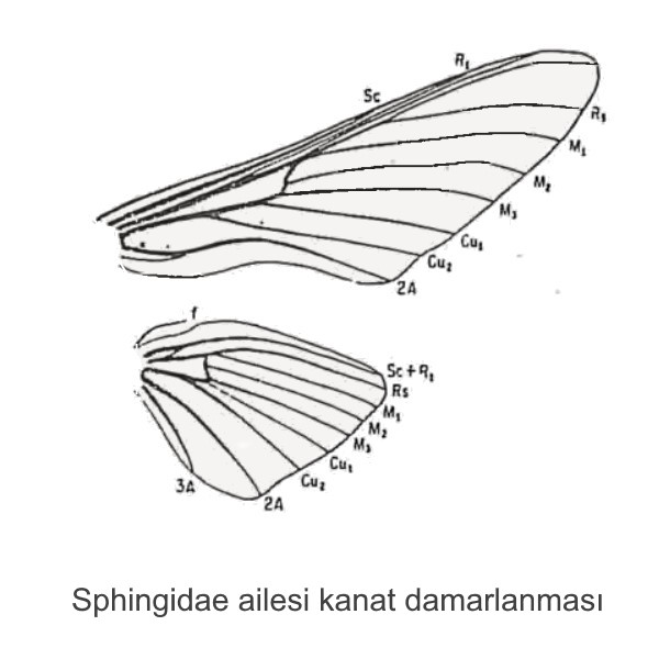 Family-Shingidae-Wing